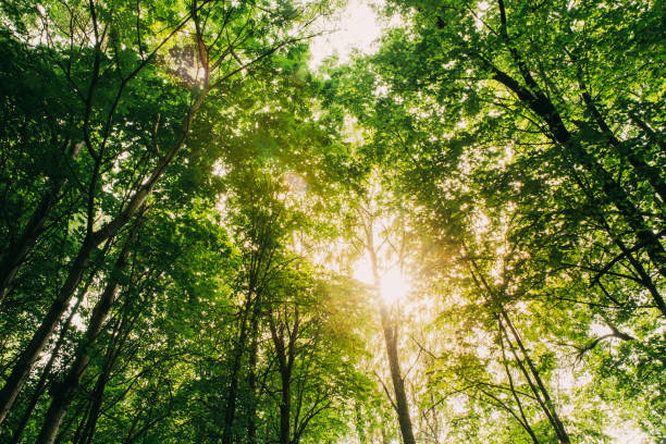 istock Summer Sun Shining Through Canopy Of Tall Trees. Sunlight In Deciduous Forest, Summer Nature. Upper Branches Of Tree 1069767852