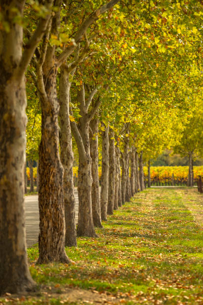 istock Autumn scenery, row of trees with vineyard in the background 1069767992