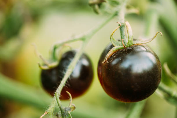 istock Black Growing Organic Tomato. Homegrown Tomatoes In Vegetable Garden 1069768268