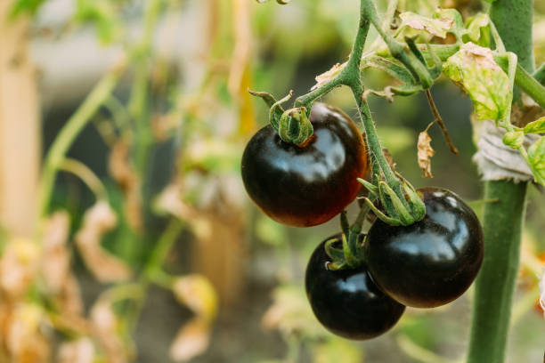istock Black Growing Organic Tomato. Homegrown Tomatoes In Vegetable Garden 1069768338