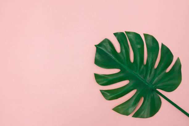 istock Dark green Monstera palm leaf on light pink background 1069768566