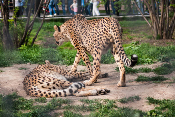 istock Couple of cheetah's 1069768802