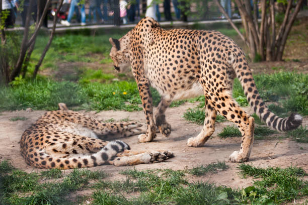 istock Couple of cheetah's 1069768950