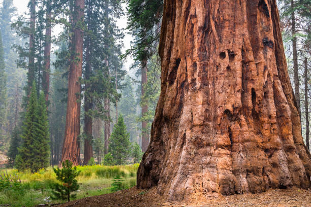 gigantischen sequoia bäumen, yosemite-nationalpark - sequoiabaum stock-fotos und bilder