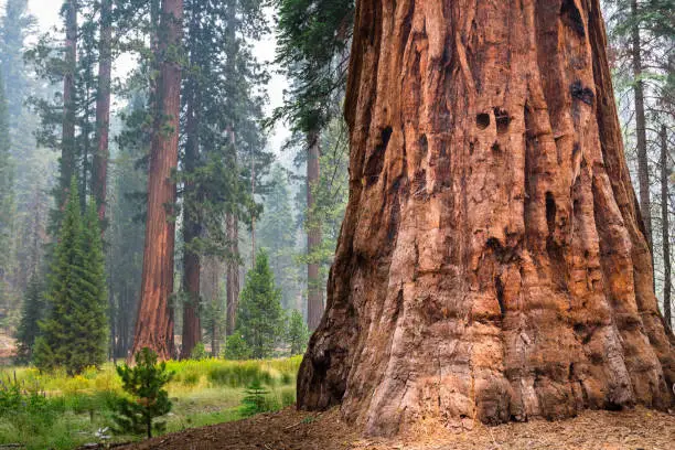 Photo of Giant Sequoia trees, Yosemite National Park