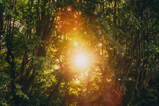 Sunlight filtering through trees.