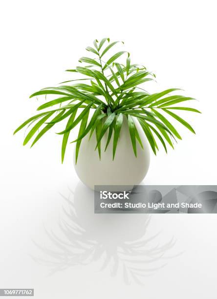Salon Palmblätter In Einer Weißen Vase Mit Reflexion Stockfoto und mehr Bilder von Zimmerpflanze