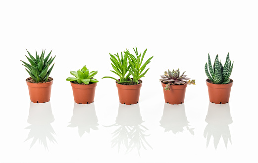 Row of little succulent plants, on white background with reflection.