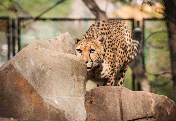 istock Portrait of a cheetah 1069771970
