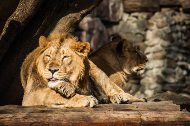 istock Male lion grooming himself 1069772546