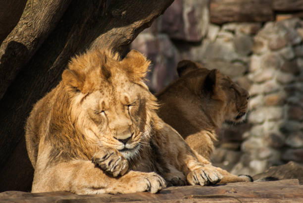 istock Male lion grooming himself 1069772638