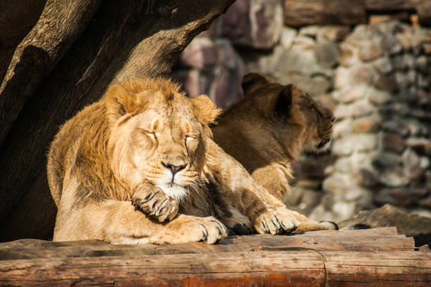 istock Male lion grooming himself 1069772970