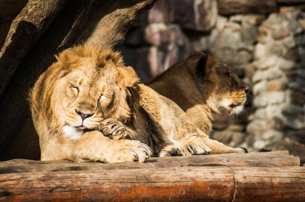 istock Male lion grooming himself 1069773148