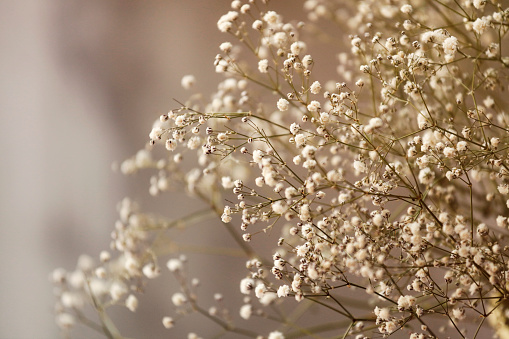 Close up of gypsophila on a pastel pink background. Beautiful white flowers, spring floral background. Selective soft focus.