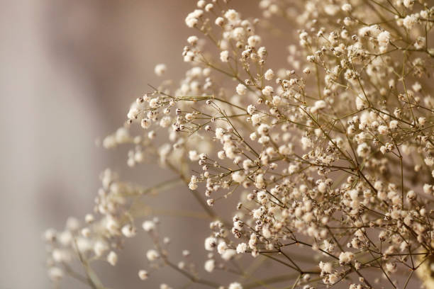 flower background - gypsophila imagens e fotografias de stock