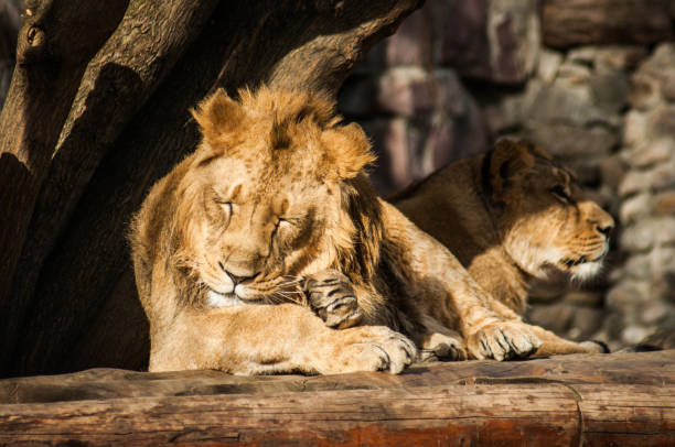 istock Male lion grooming himself 1069774822