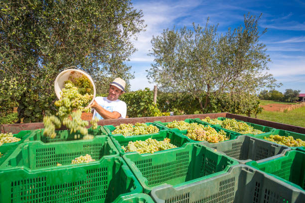 istock Man Pouring Grapes In Containers At Farm 1069774960