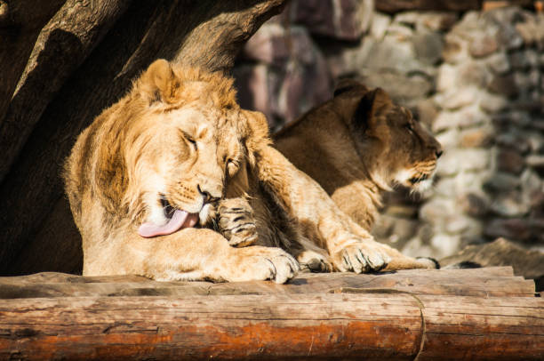 istock Male lion grooming himself 1069775056