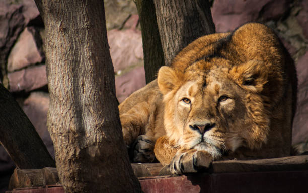 istock Male lion grooming himself 1069775848
