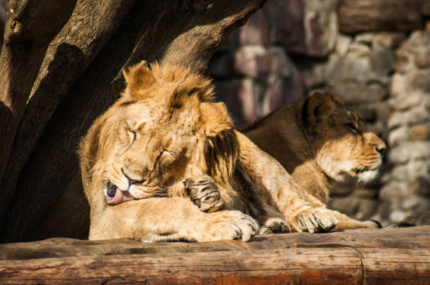 istock Male lion grooming himself 1069776614