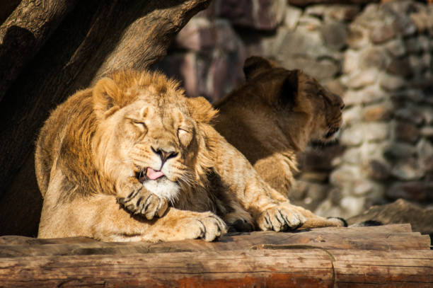 istock Male lion grooming himself 1069776698
