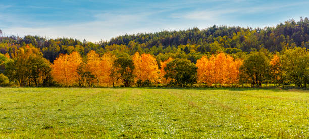 Birch Tree Grove in Autumn in evening light