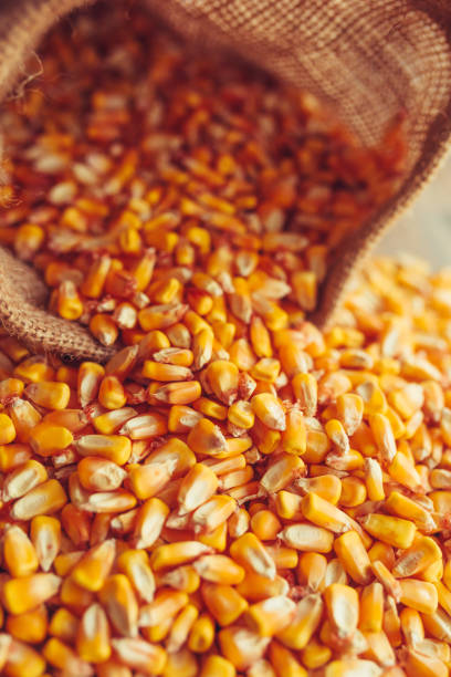 istock Harvested corn kernels spilling out of burlap sack 1069780128