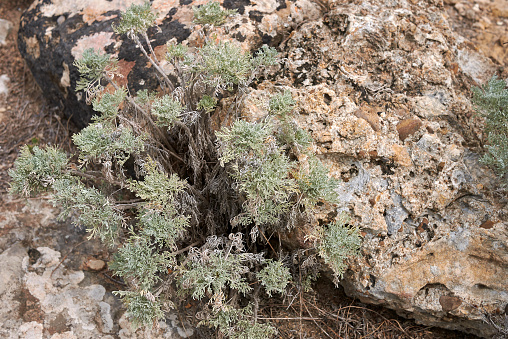 Artemisia arborescens close up