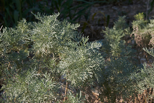 Artemisia arborescens close up