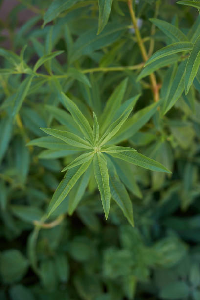 istock Aloysia citrodora 1069782966