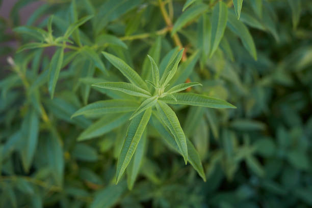 istock Aloysia citrodora 1069782972