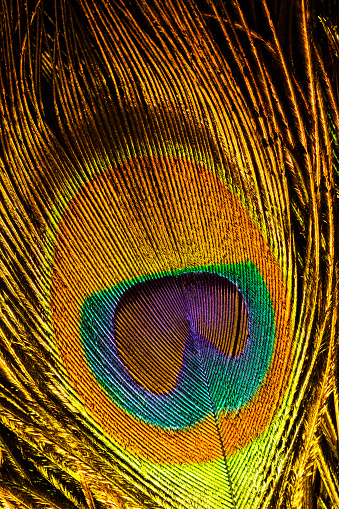 This is a macro photo of some colorful and bright peacock feathers.  I used bright lighting to bring out the luminous colors and feather textures.