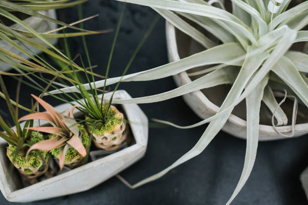 istock Greenhouse succulent PLANT HANGING POT 1069784610