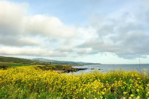 istock Field Mustard Along the California Coast 1069785034