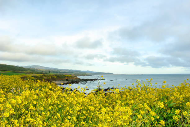 istock Field Mustard Along the California Coast 1069785404