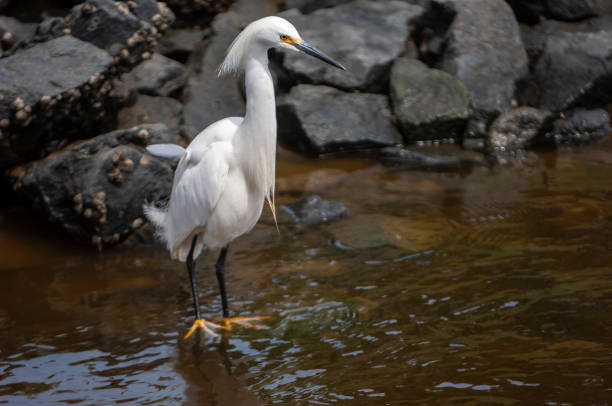 istock Snowy Egret Foraging for Food on Rocky Shore 1069785724