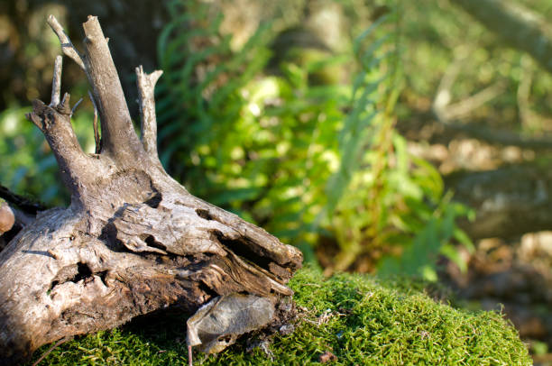 istock old branchy driftwood in the green wild forest 1069786032