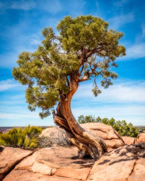 витой можжевельник - мертвая лошадь пойнт государственный парк - arid climate travel destinations canyon dawn стоковые фото и изображения