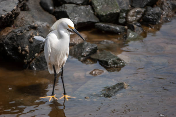 istock Snowy Egret Foraging for Food on Rocky Shore 1069789052