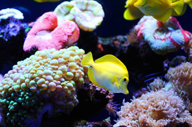 istock Beautiful background of the underwater world. 1069789138