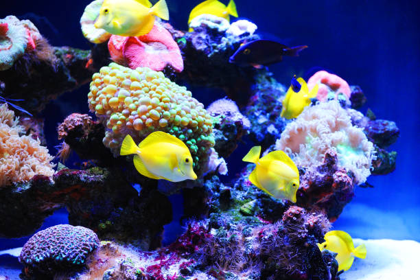istock Beautiful background of the underwater world. 1069789142
