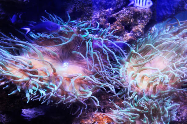 istock Beautiful background of the underwater world. 1069790194