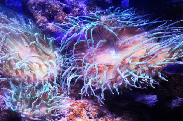 istock Beautiful background of the underwater world. 1069790204