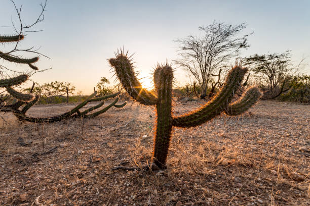 istock Landscape of the Caatinga in Brazil. Cactus at sunset 1069790548