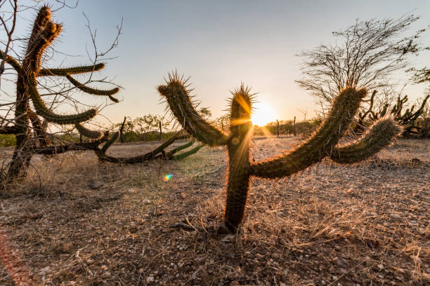 Landscape of the Caatinga in Brazil. Cactus at sunset Landscape of the Caatinga in Brazil. Cactus at sunset caatinga stock pictures, royalty-free photos & images