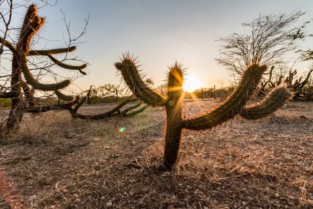 Landscape of the Caatinga in Brazil. Cactus at sunset
