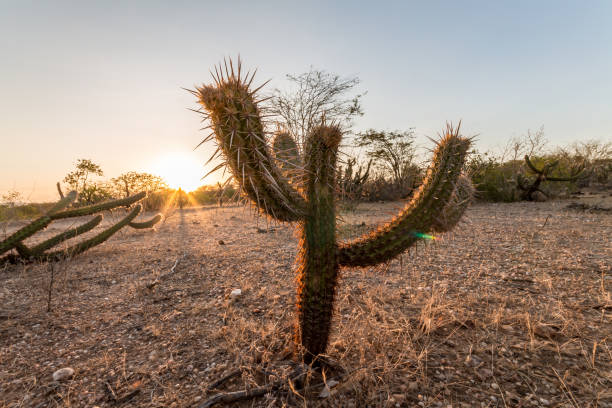 istock Landscape of the Caatinga in Brazil. Cactus at sunset 1069790580