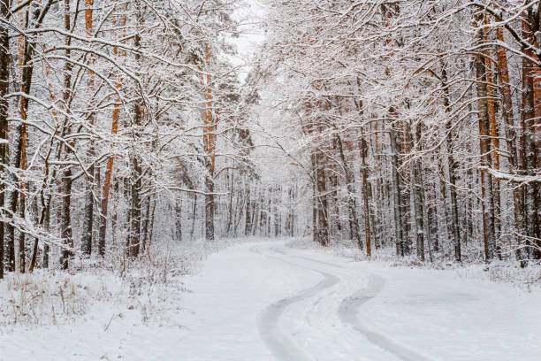 istock road in a beautiful winter snowy pine forest. 1069791326