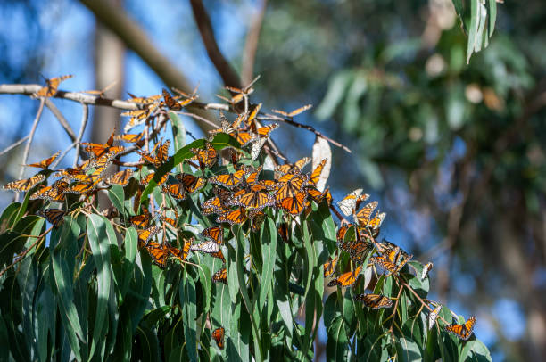 istock Close-up of Monarch Butterflies on Branch 1069793192