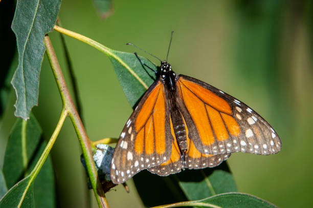 istock Close-up of Monarch Butterflies on Branch 1069794726